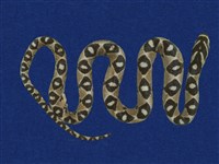 藏品(高砂蛇)的圖片